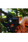 Секатор Fiskars з храповим механізмом PowerStep P83 111670 (1000575)