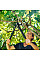 Сучкоріз Fiskars PowerGear (M) L74 обвідний (1000582)