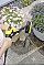 Щітка для мінімийок Karcher серій K2-K7